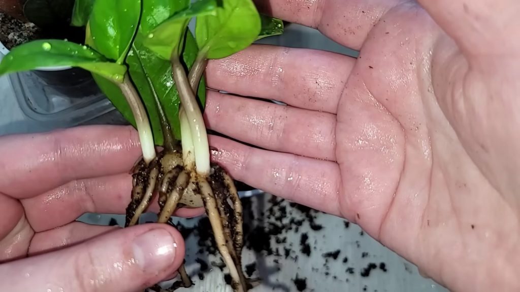 Care di primavera per lo zamioculcas: i gradini di marzo portano a crescere bellissimi germogli verdi