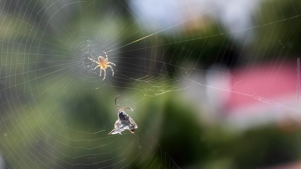 Spider in casa, fai attenzione. Ha denti e veleno, avverte di allergie.