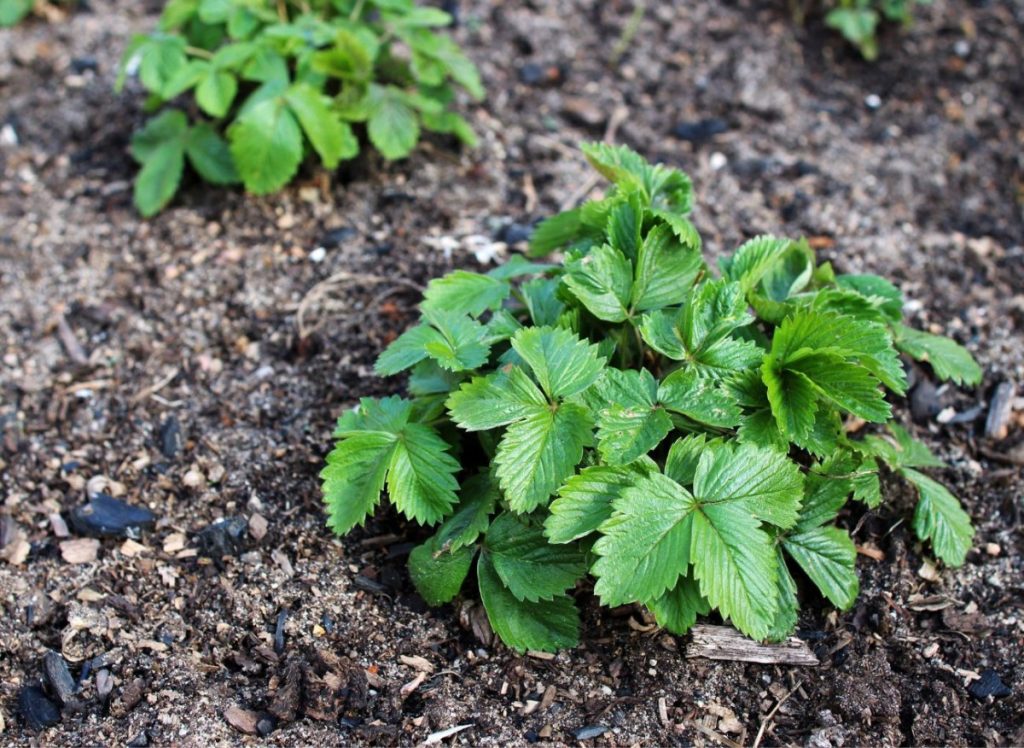 Le fragole cresceranno come erbacce. Preparare regolarmente fertilizzanti liquidi e acqua.