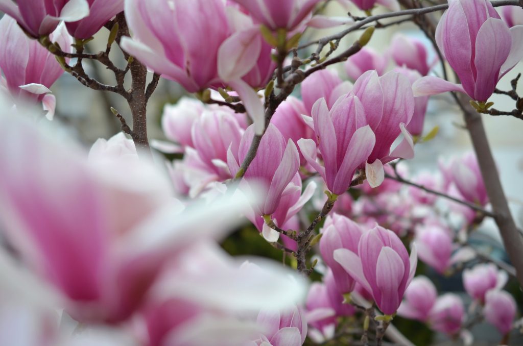 Con questa semplice procedura, Magnolia sarà coperta di fiori. Non perdere la scadenza importante