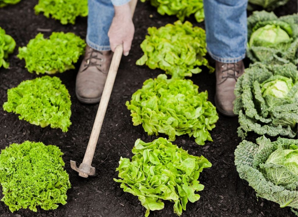 Quali verdure gli piace crescere l'una accanto all'altra? Considera quando semini e pianti