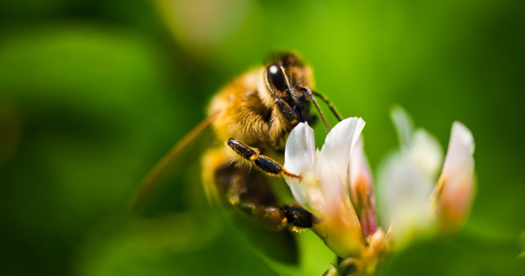 Ce plante atrag Insecte polenizatoare? Merită să le aveți în grădina dvs.