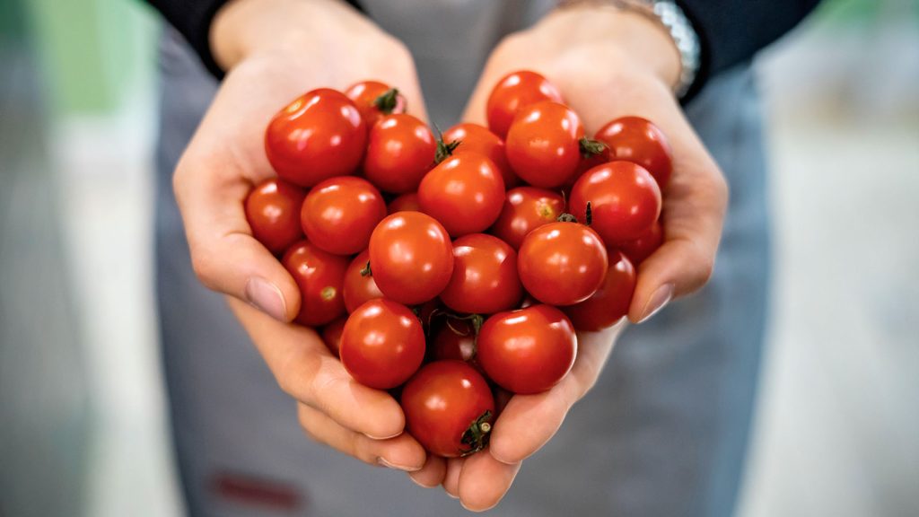 I pomodori ci fanno ammalare: un noto nutrizionista rivela ciò che i produttori non vogliono sapere