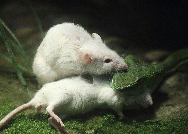 Când un mouse leșine, un alt șoarece știe exact ce să facă: să-i vină în ajutor.