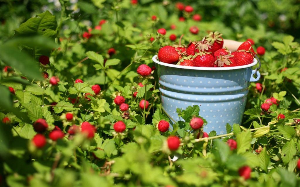 Asigurați-vă că o plantați lângă căpșuni. Anul acesta recolta va fi și mai mare, iar fructele vor fi delicios de dulci.