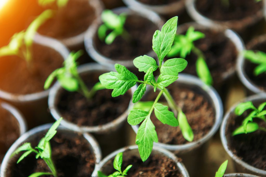 Dimentica il sottaceto di pomodoro. Questo metodo renderà le piantine più forti.