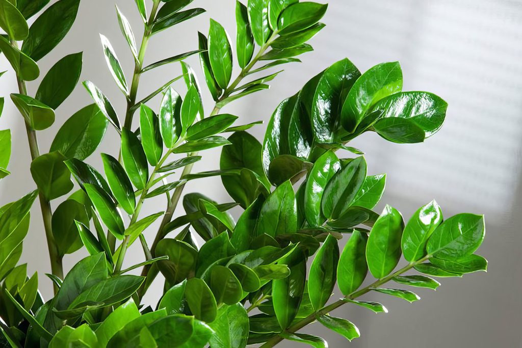 Care di primavera per lo zamioculcas: i gradini di marzo portano a crescere bellissimi germogli verdi