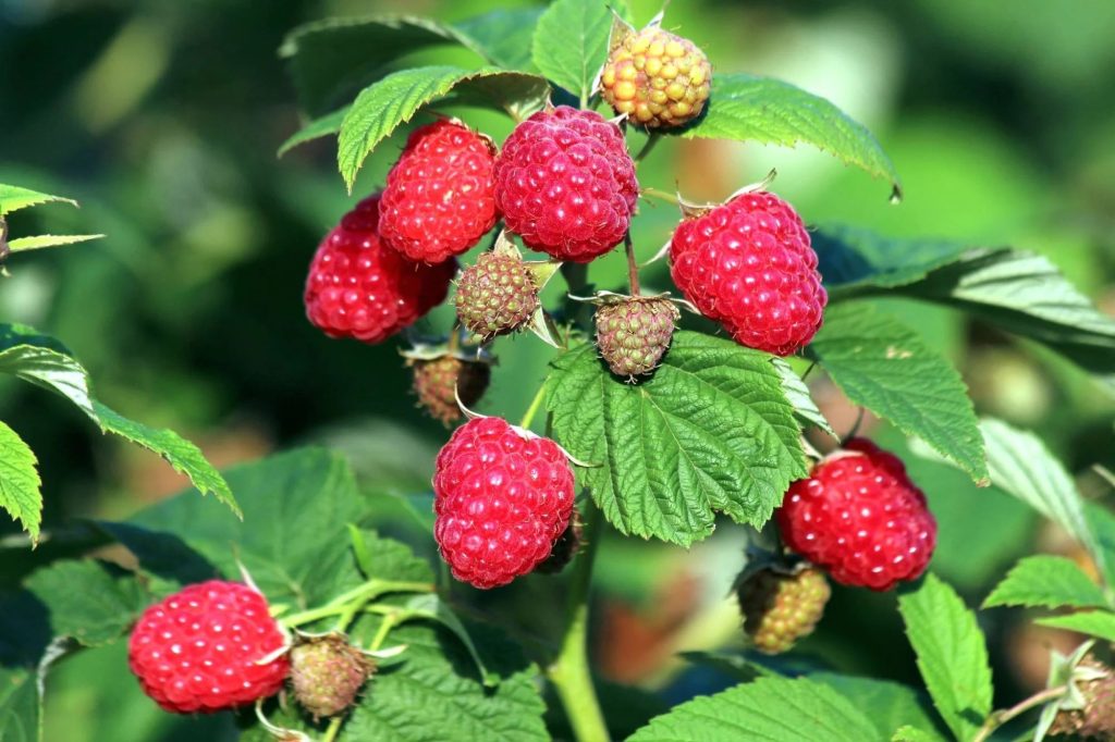 Cospargere sotto i lamponi all'inizio della primavera. Ci saranno così tante bacche che non sarai in grado di raccoglierle.