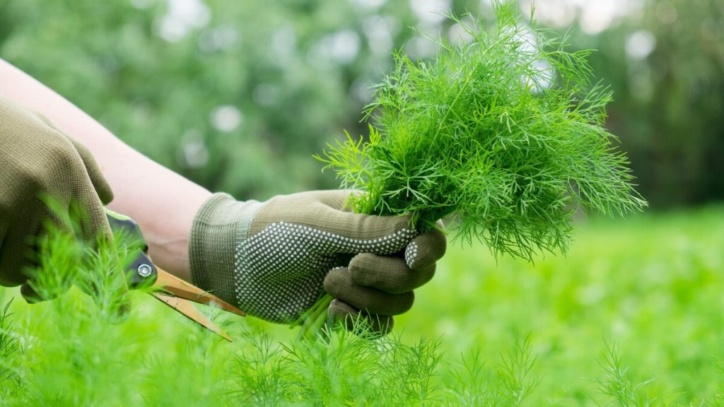 Come coltivare un sacco di aneto sano nel tuo giardino. Sowing and Garden Dill Care