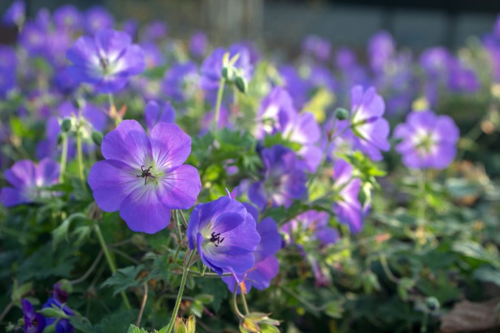 Perenne terreno che copre le piante per punti ombreggiati nel giardino. Specie coltivate meno comuni