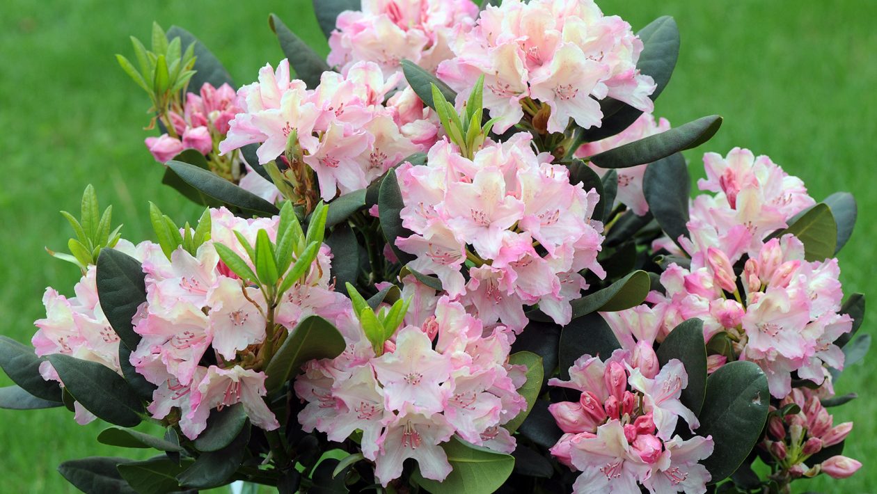 rododendron