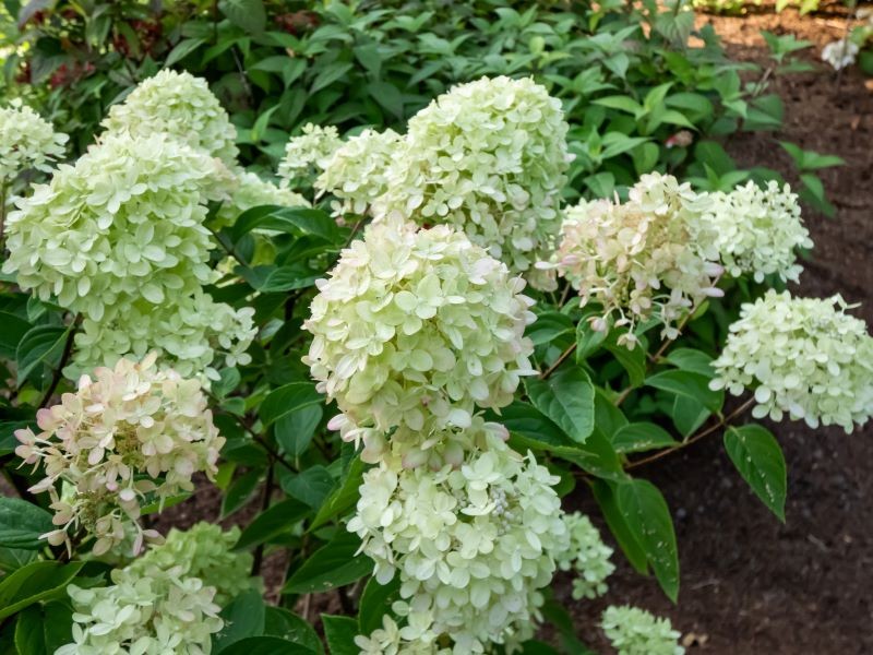 Aflați cele mai bune balsamuri de casă pentru hortensia înflorită .