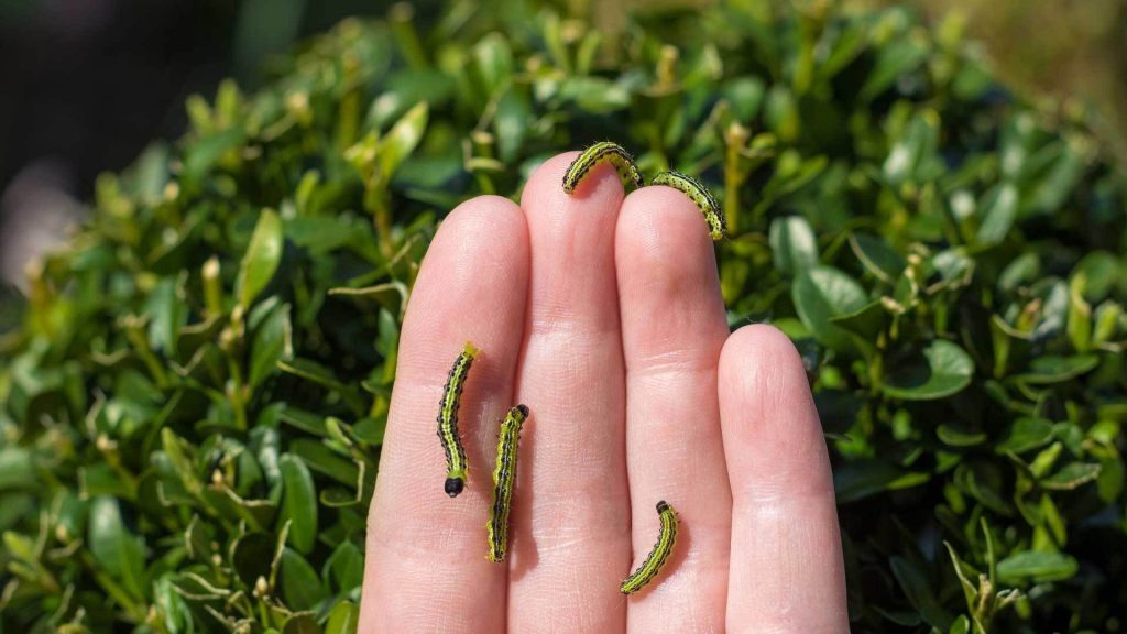 Sbarazzati delle falene Cimiș nel tuo giardino senza sostanze chimiche. Metodi comprovati