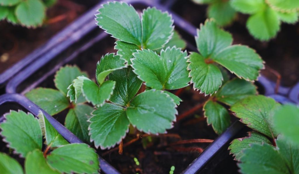 Assicurati di piantarlo accanto alle fragole. Quest'anno il raccolto sarà ancora maggiore e i frutti saranno deliziosi dolci.