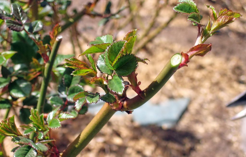 La data importante delle rose con gli approcci di rose. La chiave per l'abbondante fioritura