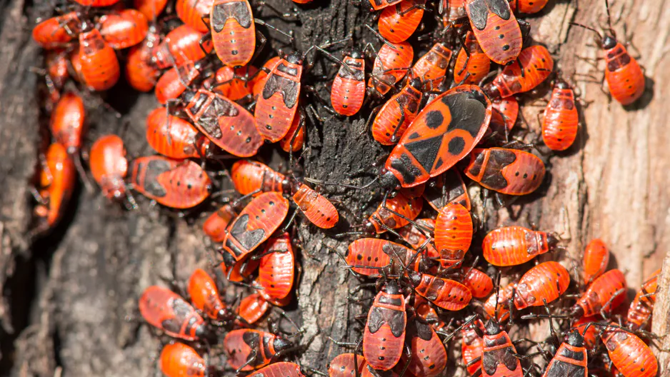 Diventano sempre più frequenti nel giardino. La cosa peggiore che puoi fare quando li incontri