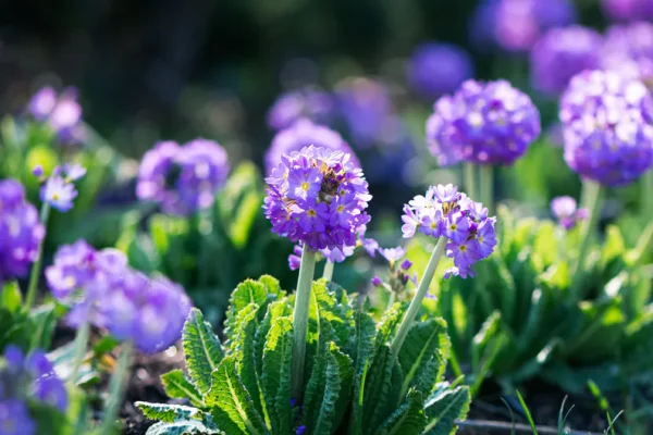 Primula