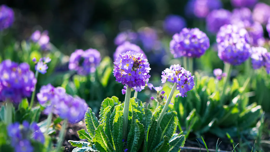 Primula