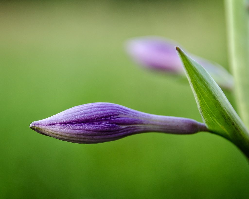 Plantați aceste plante în grădina dvs. În curând vă veți mulțumi.