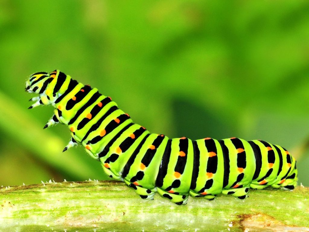 Diventano sempre più frequenti nel giardino. La cosa peggiore che puoi fare quando li incontri