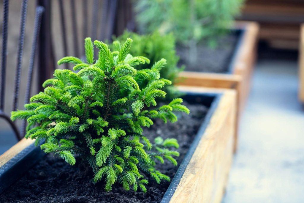 Acești copaci pot fi cultivați pe balcon. Toți vecinii vor fi geloși.