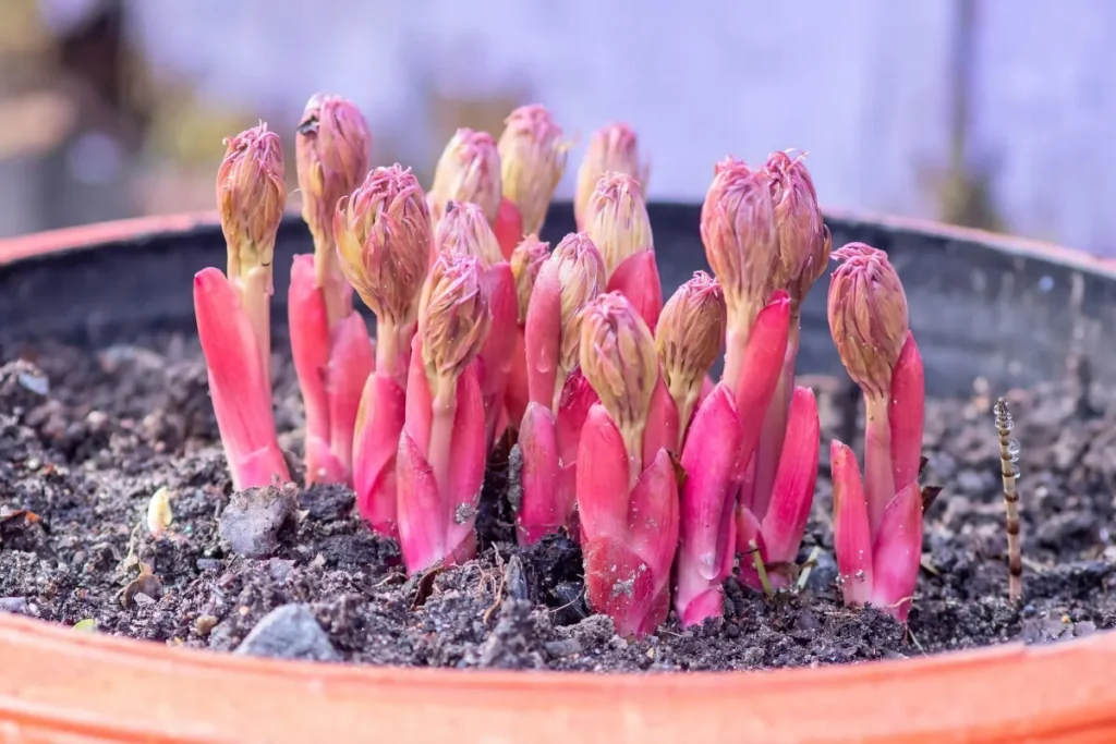 Sciogliere in acqua e bagnare la peonia. Gli steli si piegheranno sotto il peso dei fiori.