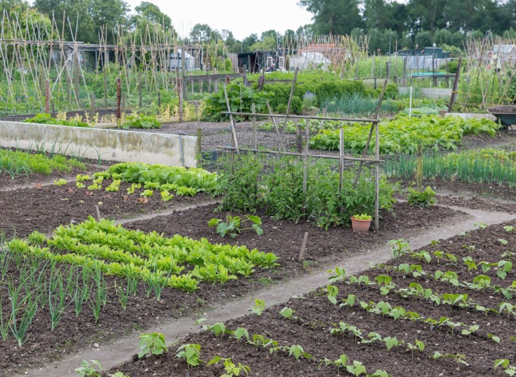 Quali verdure gli piace crescere l'una accanto all'altra? Considera quando semini e pianti