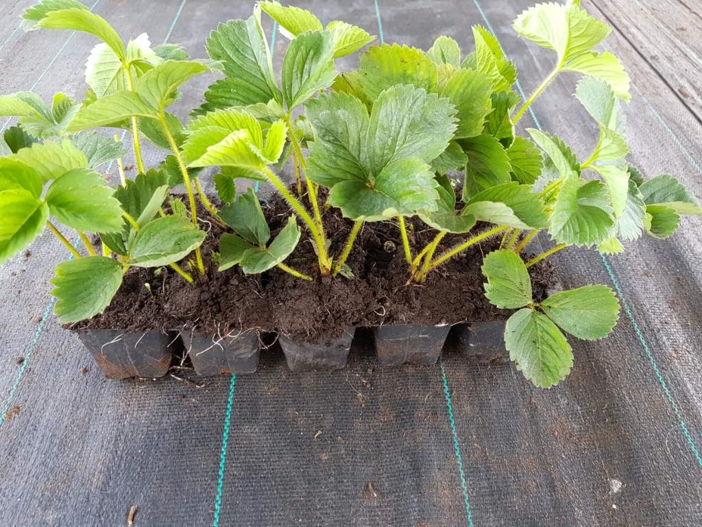 Pune această plantă pe balcon și nu vei putea culege căpșuni vara. Truc de grădinărit