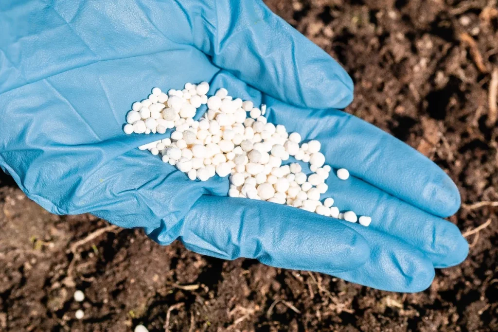 Cospargere sotto i lamponi all'inizio della primavera. Ci saranno così tante bacche che non sarai in grado di raccoglierle.