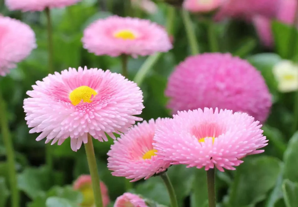 Fiorisce dall'inizio della primavera alla fine dell'autunno. Varietà Margarete interessanti e in crescita