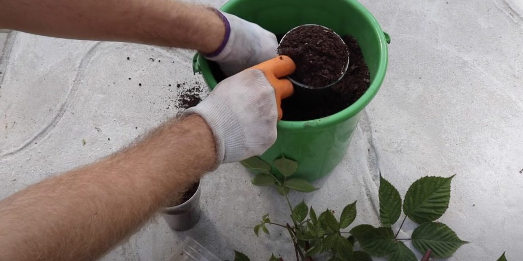 Cum să cultivi mur în ghivece: Arta de a cultiva fructe proaspete în spații mici acasă