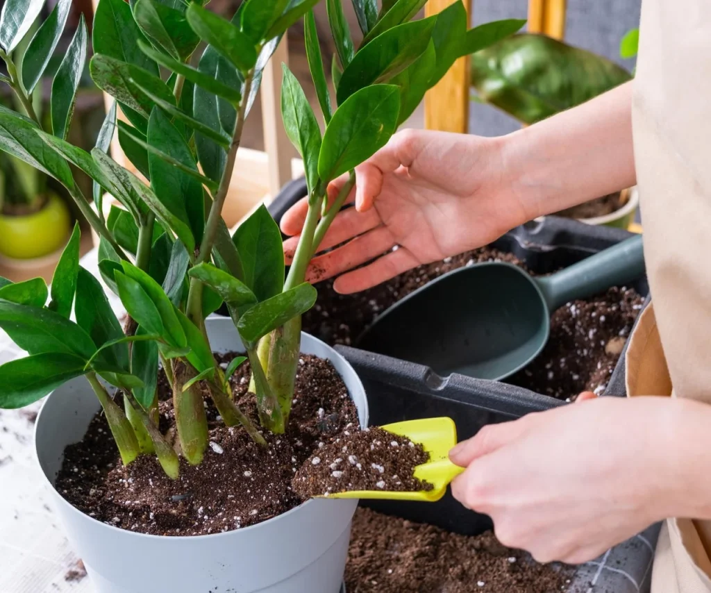 Metoda japoneză de udare a zamioculcasului va face să apară frunze noi încă din aprilie. Fă asta o dată la două săptămâni, iar zamioculcas-urile vor crește ca nebunii.