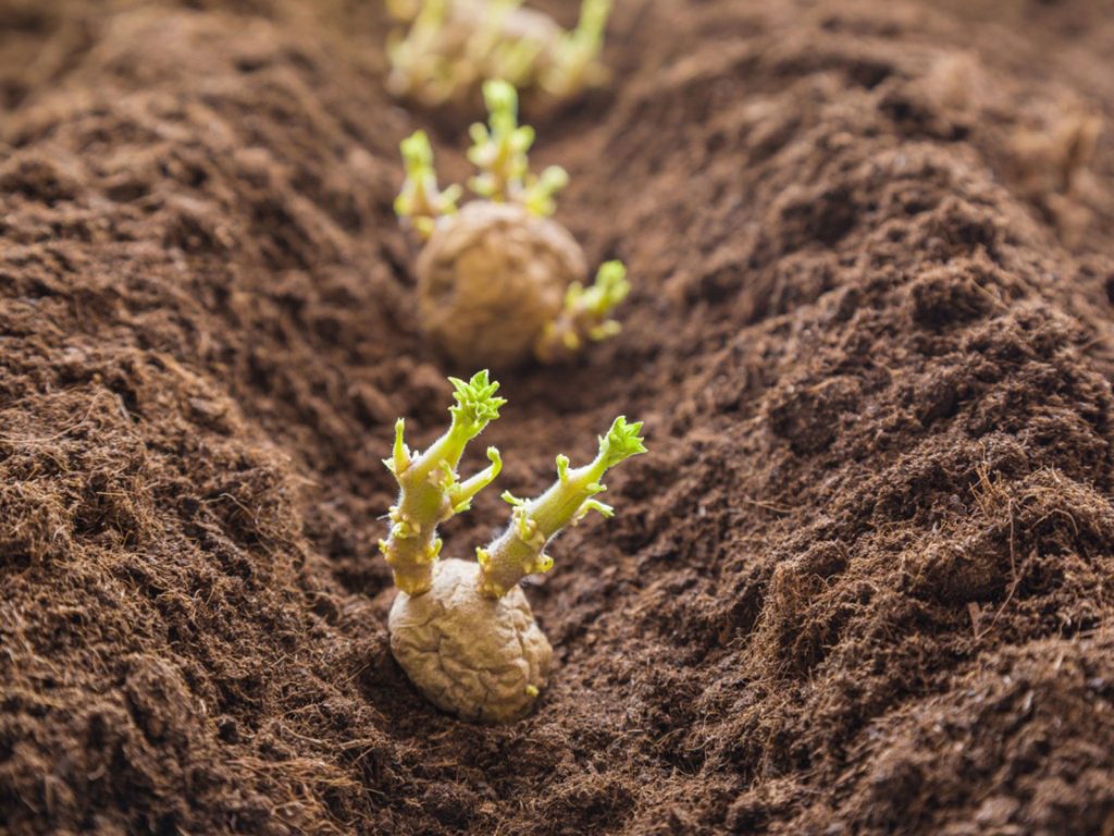 Puoi mangiare patate germogliate? Gli esperti chiariscono le preoccupazioni