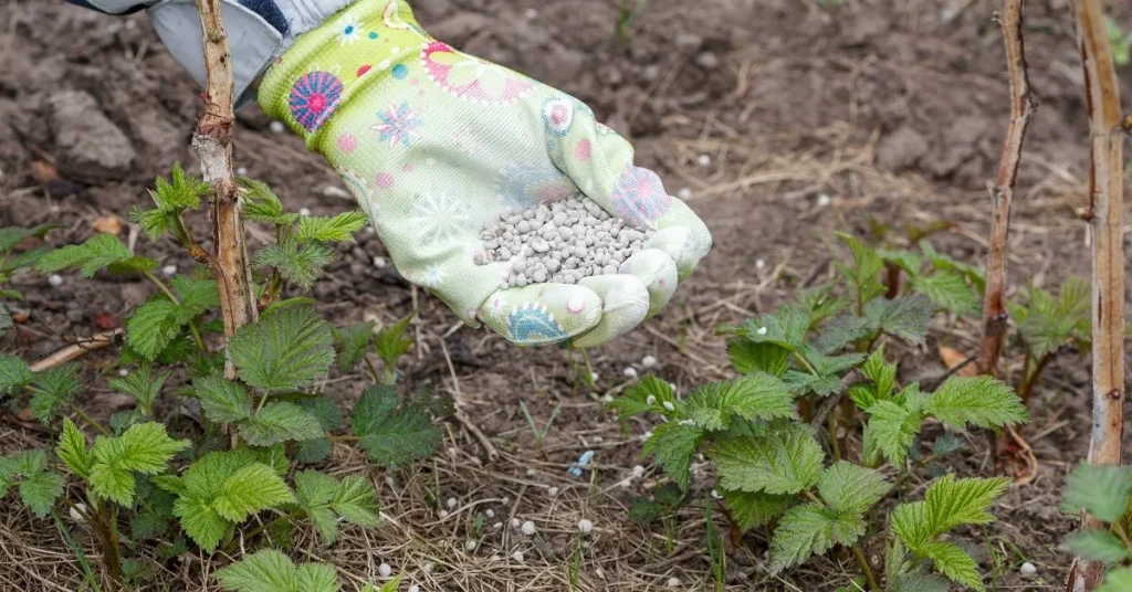 Cospargere sotto i lamponi all'inizio della primavera. Ci saranno così tante bacche che non sarai in grado di raccoglierle.