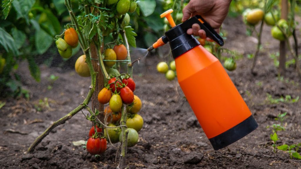 Un modo innovativo per seminare rosso. L'aggiunta al substrato rende le piantine più forti.