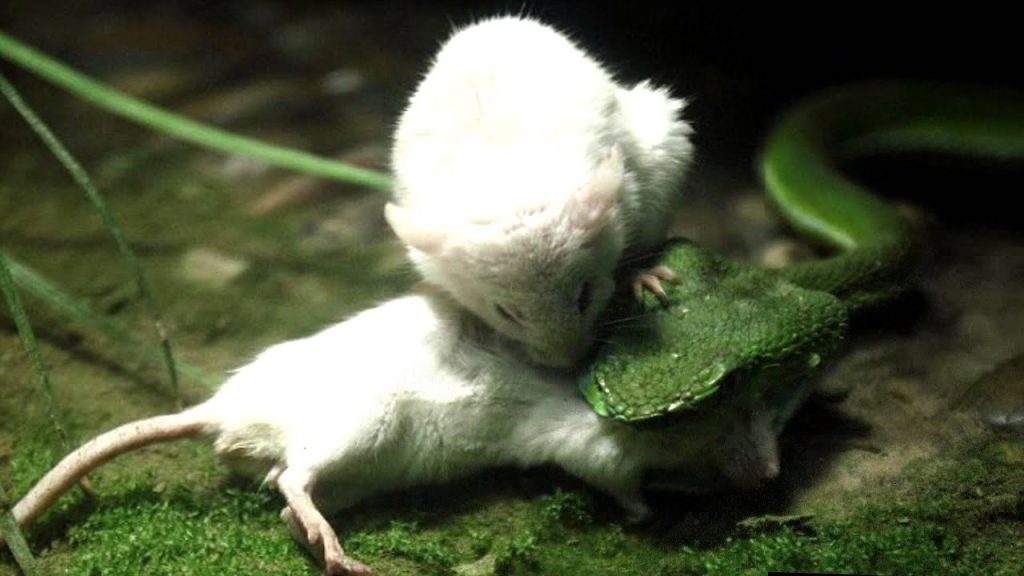 Când un mouse leșine, un alt șoarece știe exact ce să facă: să-i vină în ajutor.