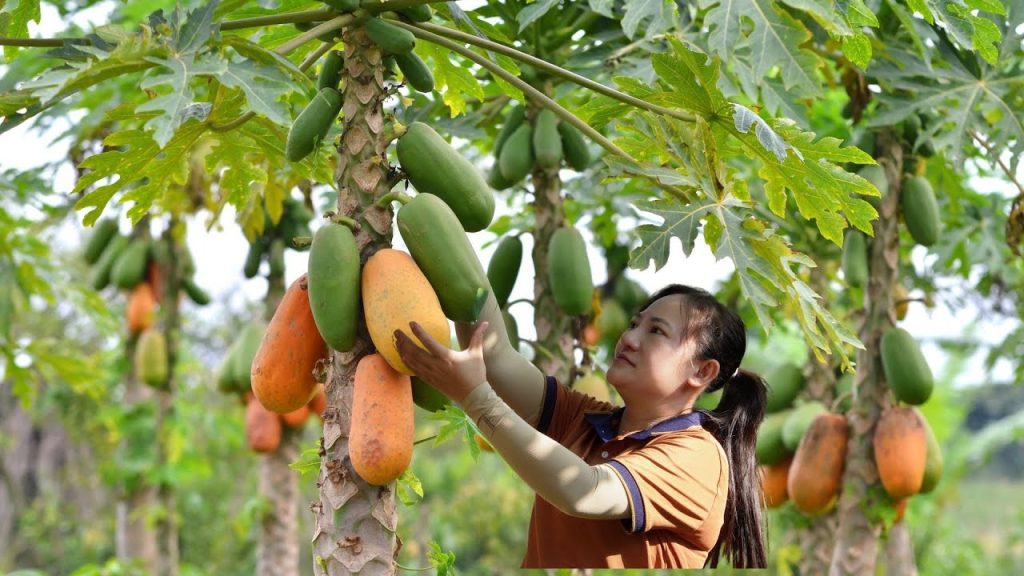 Dacă ai semințe de papaya, ai o comoară: 5 moduri de a le folosi acasă cu beneficii