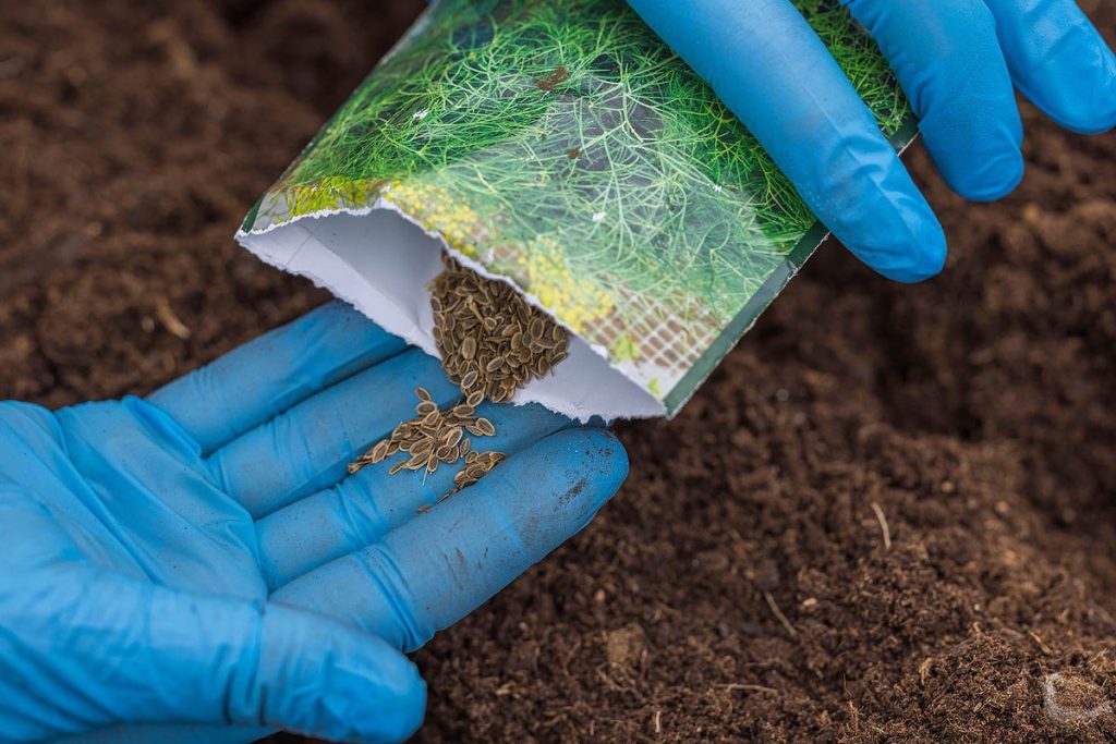 Come coltivare un sacco di aneto sano nel tuo giardino. Sowing and Garden Dill Care