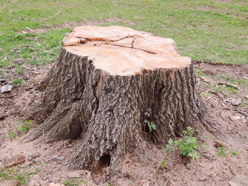 Copri il moncone nel giardino, non ci sarà traccia.