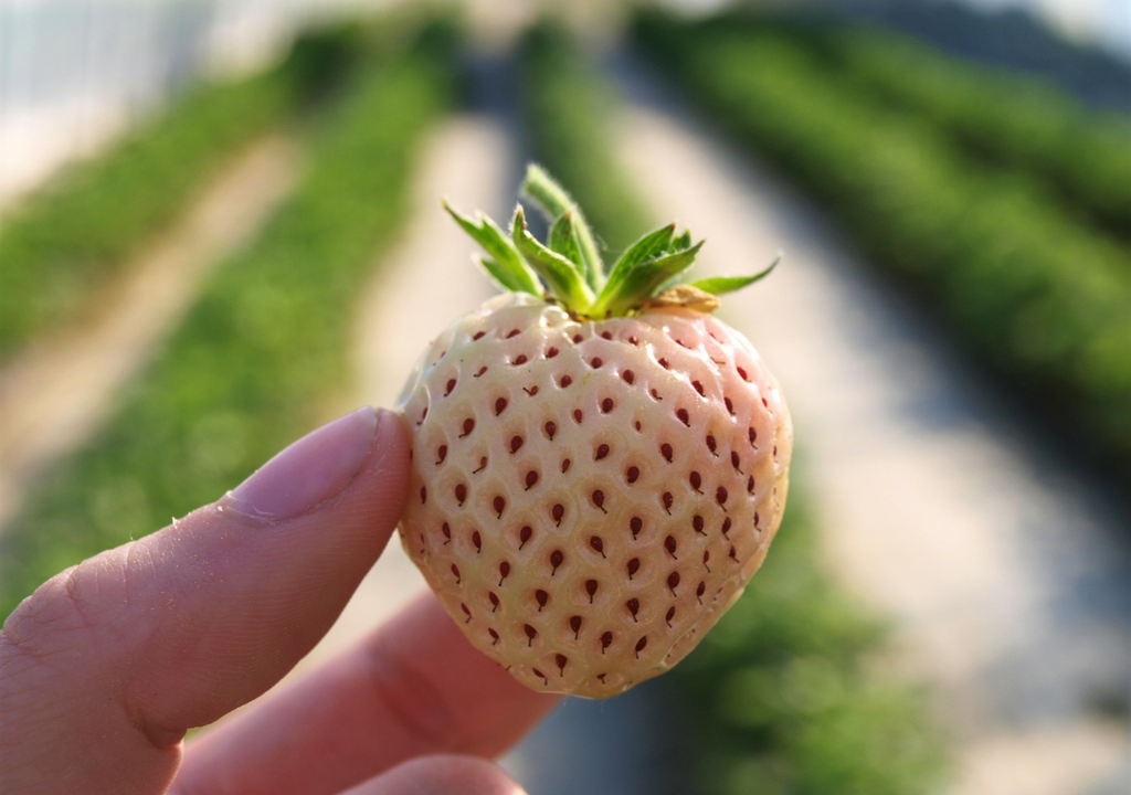 Pineberry: Boabele albe neobișnuite care a revoluționat piața agricolă