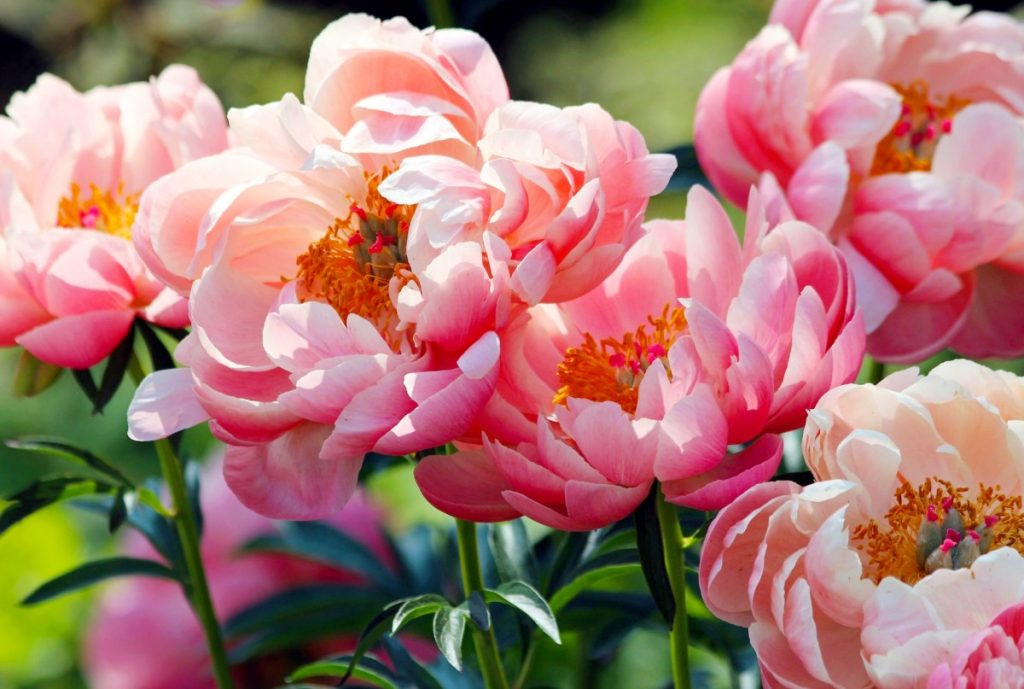 Sciogliere in acqua e bagnare la peonia. Gli steli si piegheranno sotto il peso dei fiori.