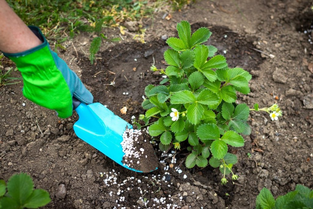 Merită să udați căpșună deja în martie. Balsamul natural va dubla fructificarea