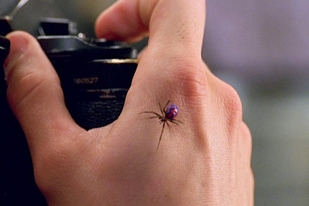 Spider in casa, fai attenzione. Ha denti e veleno, avverte di allergie.