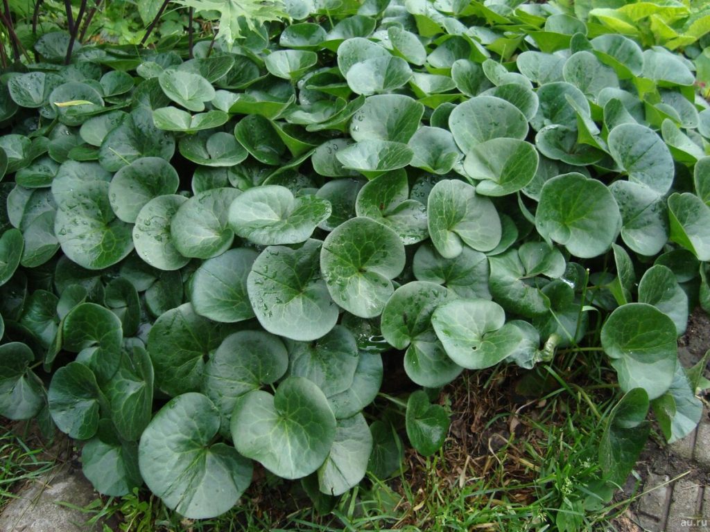 Perenne terreno che copre le piante per punti ombreggiati nel giardino. Specie coltivate meno comuni