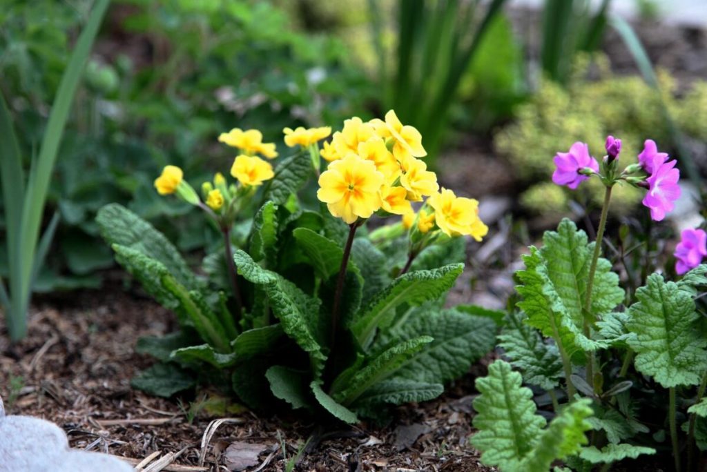 In primavera, piace l'occhio nel giardino. Fiorisce già a marzo.