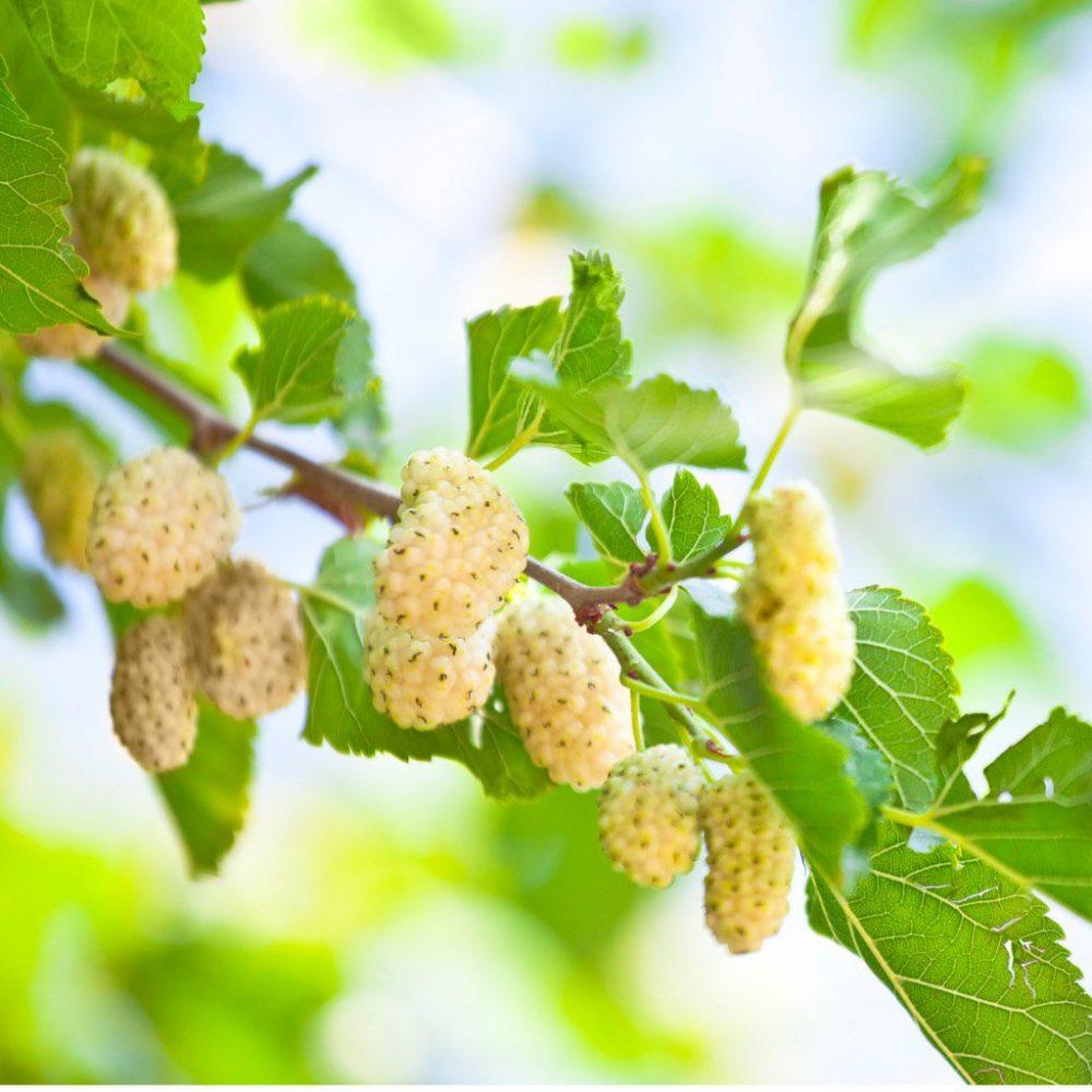 Oro bianco. Riduce la brama di dolci, abbassa lo zucchero e ti aiuta a perdere peso.