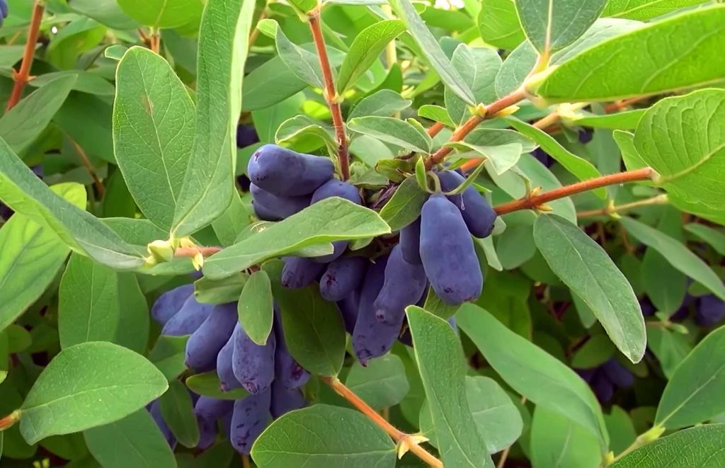 Coloro che dimenticano di farlo a marzo ne pentiranno. Non saranno quasi frutta.