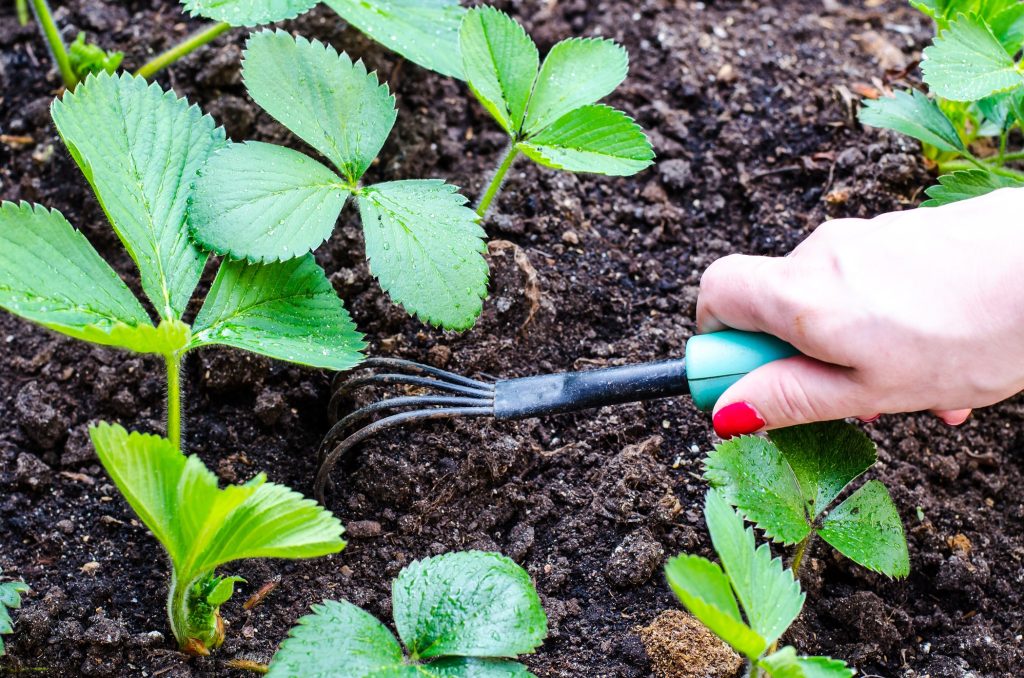 Merită să udați căpșună deja în martie. Balsamul natural va dubla fructificarea