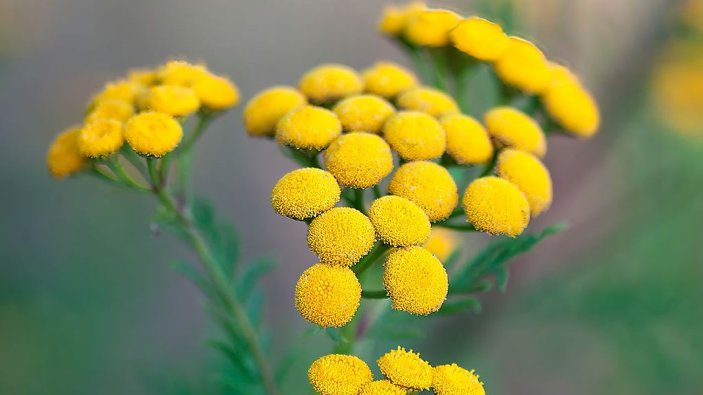 Sbarazzati delle falene Cimiș nel tuo giardino senza sostanze chimiche. Metodi comprovati