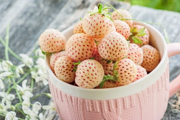 Pineberry